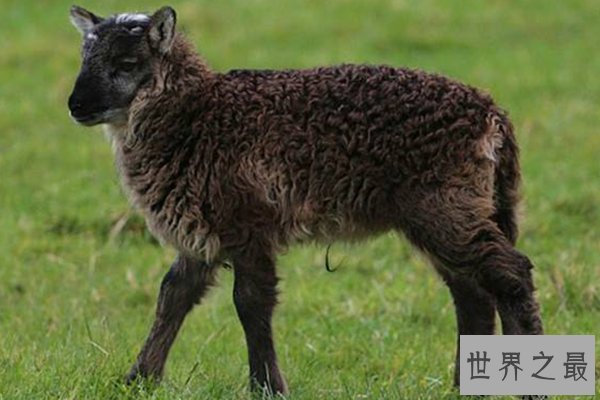 世界十大罕见杂交动物