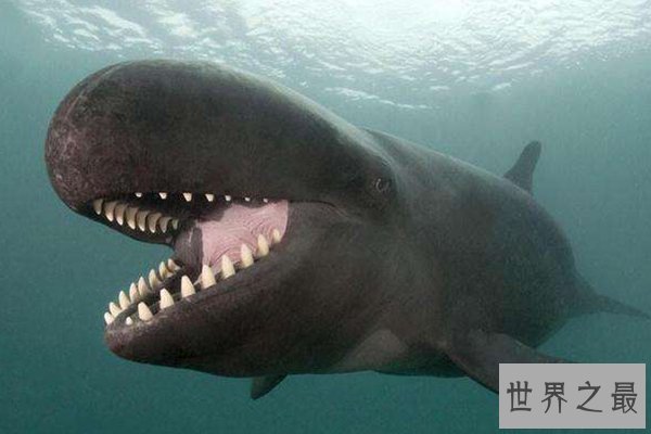 世界十大罕见杂交动物