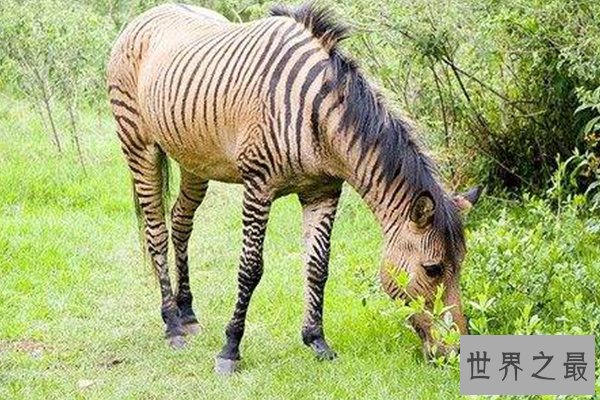 世界十大罕见杂交动物