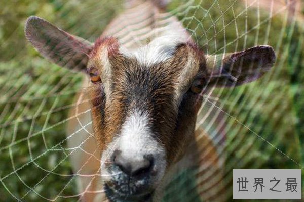 世界十大罕见杂交动物