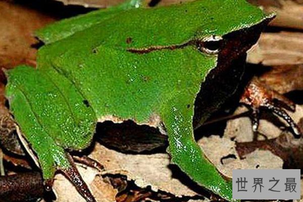 世界十大怪异青蛙