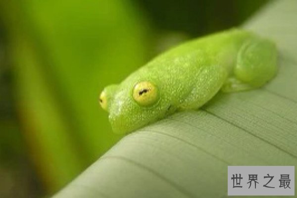 世界十大怪异青蛙