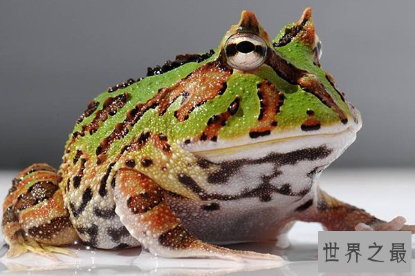 世界十大怪异青蛙