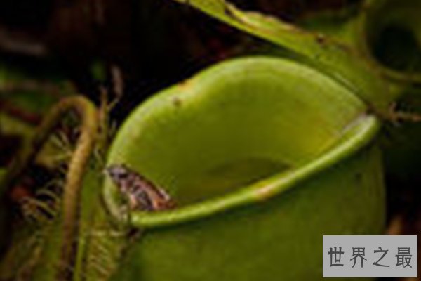 世界十大怪异青蛙