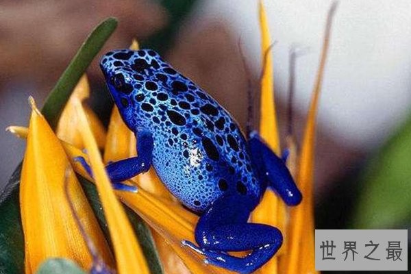 世界十大怪异青蛙