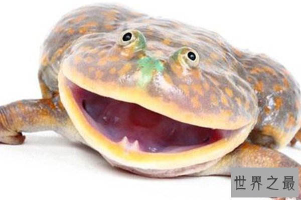 世界十大怪异青蛙
