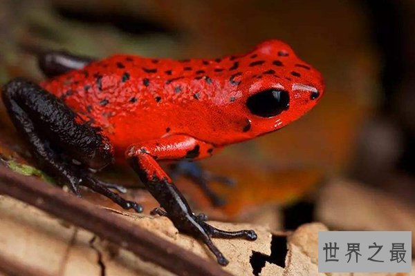 世界十大怪异青蛙