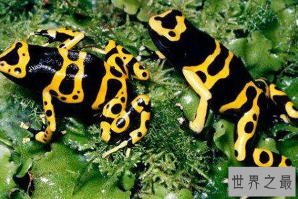 世界十大怪异青蛙