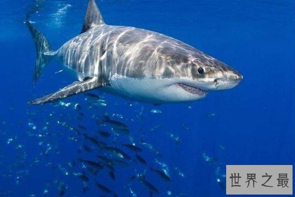 世界上十大动物明星