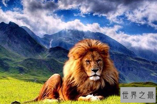 世界上十大动物明星