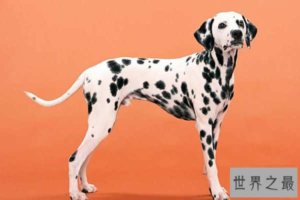 世界上十大动物明星