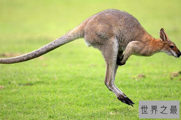 世界上十大动物明星