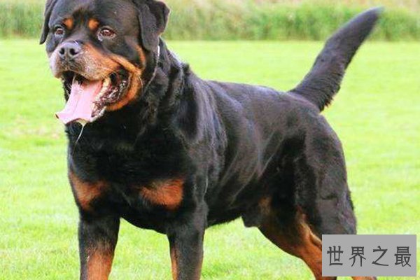 世界十大凶猛的狗