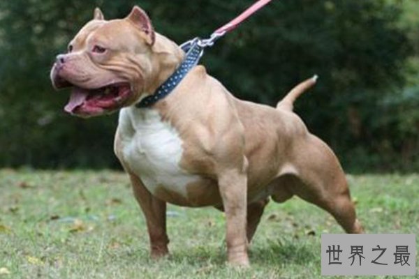世界十大凶猛的狗