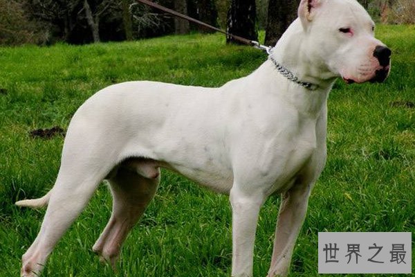 世界十大凶猛的狗