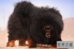世界十大凶猛的狗：第一名像老虎一样凶猛，像狮子一样雄健