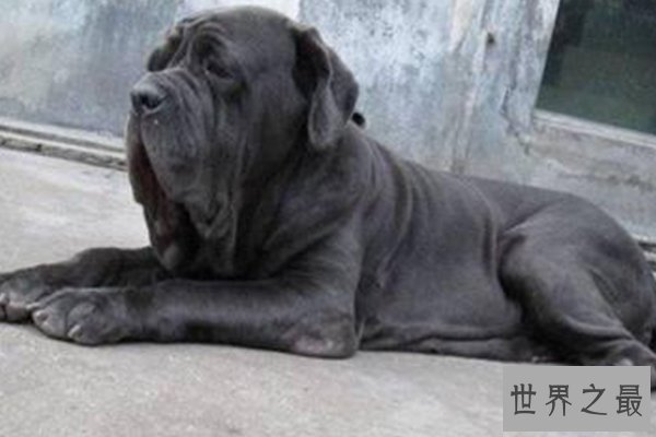 世界十大凶猛的狗