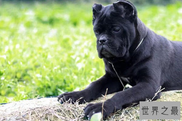 世界十大凶猛的狗