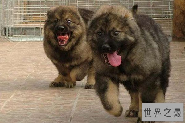 世界十大凶猛的狗