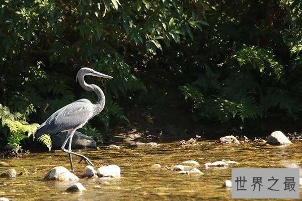 世界十大濒危鸟类