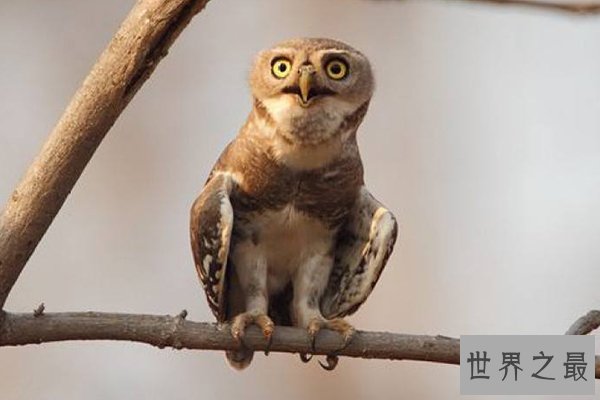 世界十大濒危鸟类