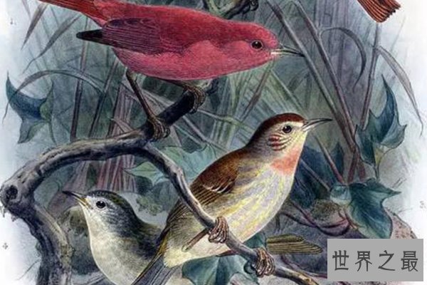 世界十大濒危鸟类
