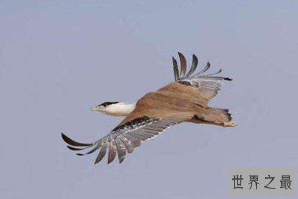世界十大濒危鸟类