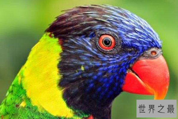 世界十大濒危鸟类