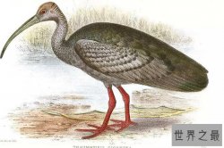 世界十大濒危鸟类:第二名已好几十年没人见过，第一名是它