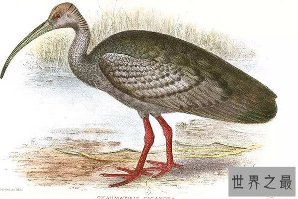 世界十大濒危鸟类