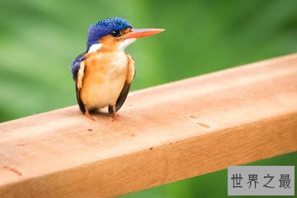 世界十大濒危鸟类