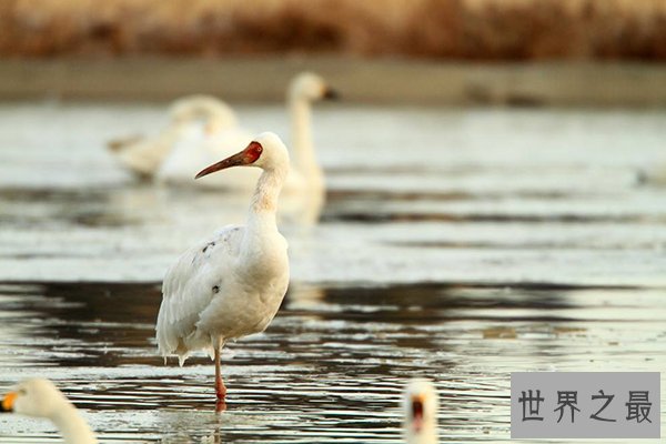 世界十大濒危鸟类