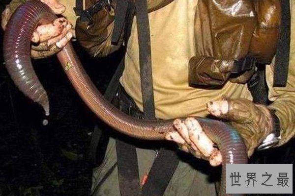 世界十大濒危物种