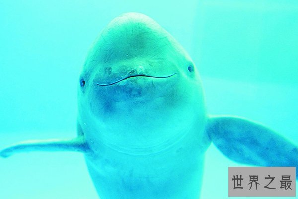 世界十大濒危物种