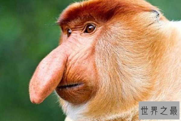 世界十大濒危物种