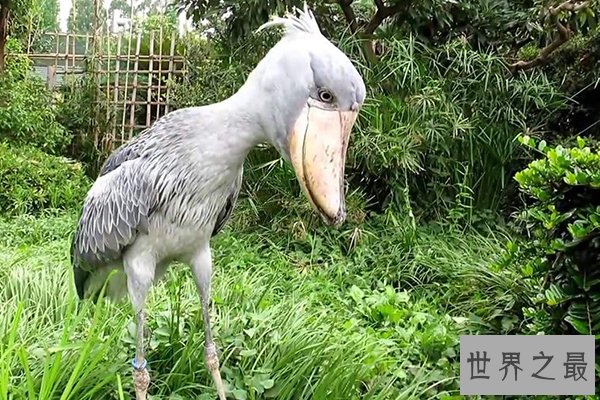 世界十大濒危物种