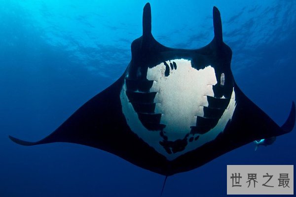 世界十大濒危物种