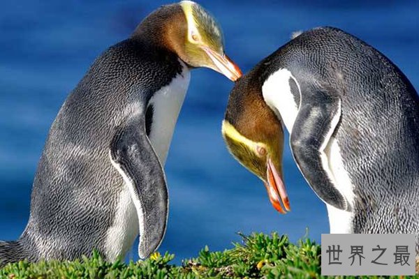 世界十大濒危物种