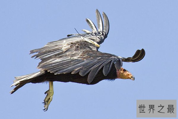 世界十大濒危物种