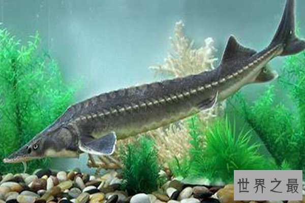 世界十大濒危物种