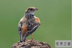 十大鸣鸟排行，盘点那些长得好看，叫声好听的鸣鸟