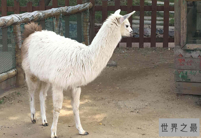 全国动物园排名 国内最受欢迎的动物园