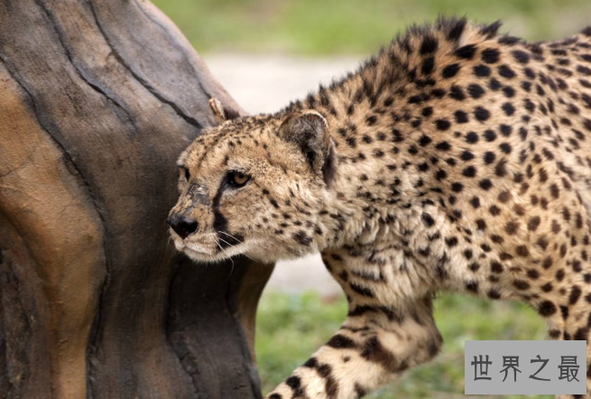 全国动物园排名 国内最受欢迎的动物园