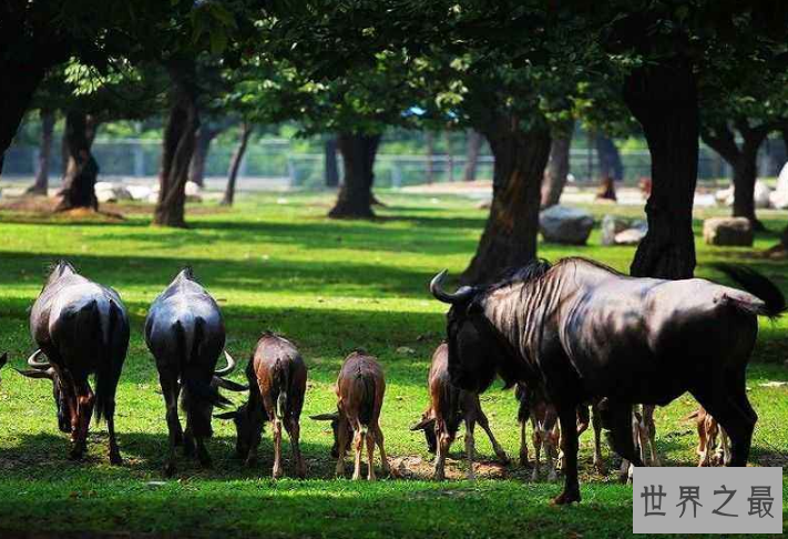全国动物园排名 国内最受欢迎的动物园