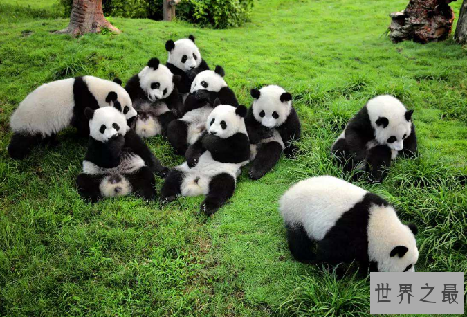 全国动物园排名 国内最受欢迎的动物园