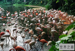 全国动物园排名 国内最受欢迎的动物园