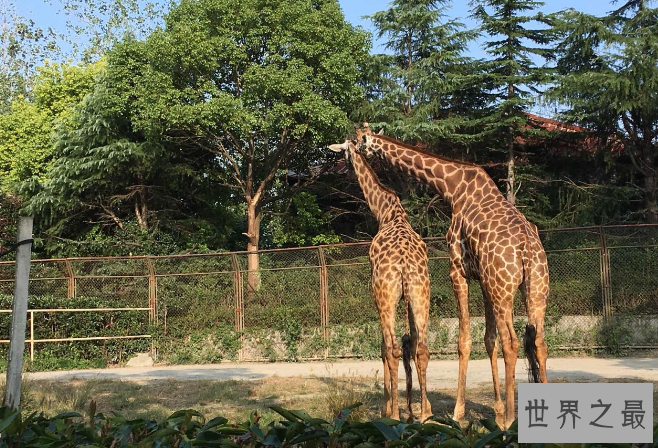 全国动物园排名 国内最受欢迎的动物园