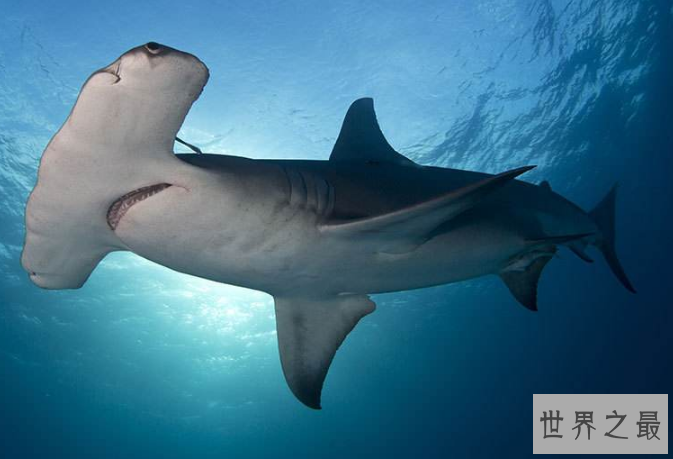 世界最大的鲨鱼排行榜 鲸鲨位列第一，体型重达21.5吨