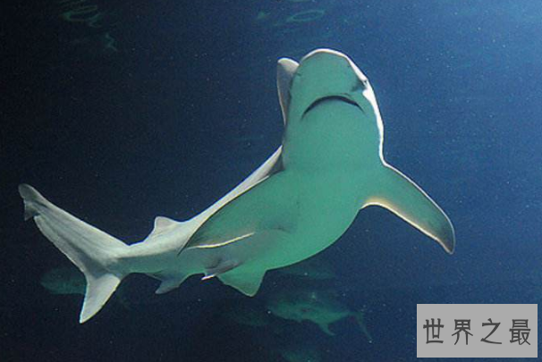 世界最大的鲨鱼排行榜 鲸鲨位列第一，体型重达21.5吨