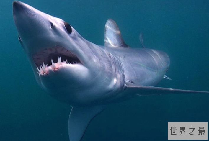 世界最大的鲨鱼排行榜 鲸鲨位列第一，体型重达21.5吨
